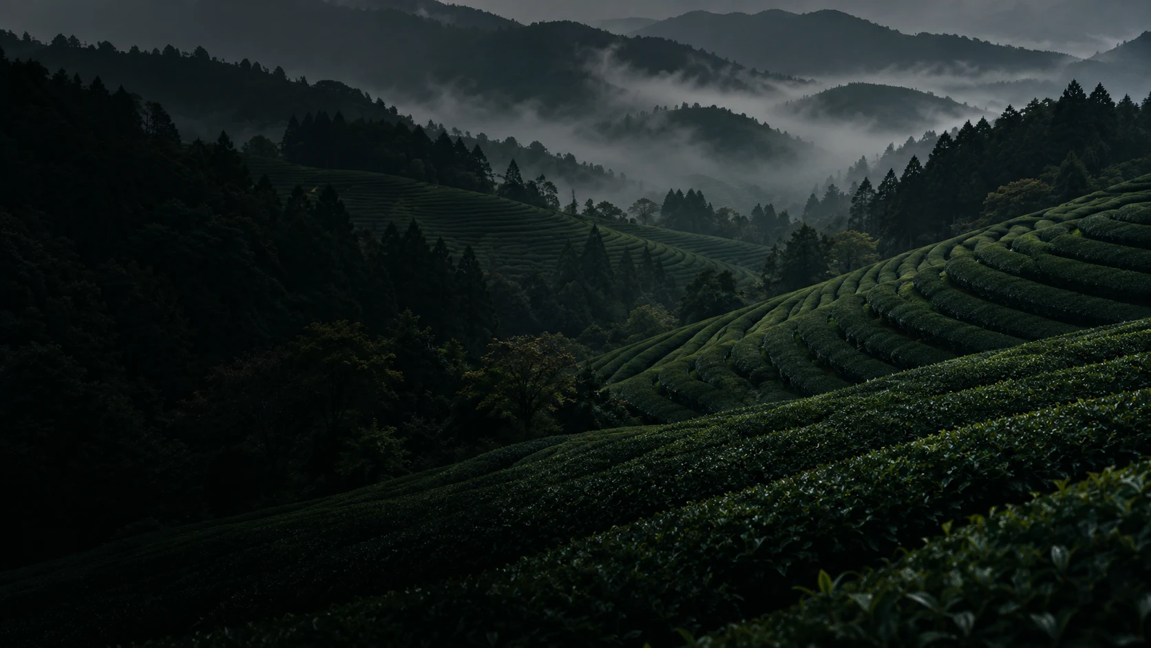Atmospheric tea-growing hills, an illustrative landscape